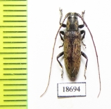 Cerambycidae sp.  Malaysia, Borneo - INSECTS-STORE.RU