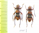 Epipedocera undulata  Laos - INSECTS-STORE.RU