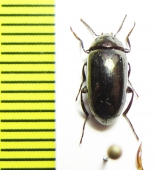 Amarygmus sp.  Malaysia, Borneo - INSECTS-STORE.RU