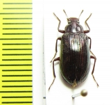 Tenebrionidae sp.  China, Shaanxi prov. - INSECTS-STORE.RU