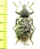 Brachyceridae sp.1  South Africa Rep. - INSECTS-STORE.RU