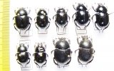 Trypocopris pyrenaeus, vernalis, obscurus, alpinus opacus, Sericotrupes niger - INSECTS-STORE.RU