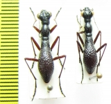 Tricondyla sp.  Vietnam - INSECTS-STORE.RU