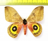 Saturniidae sp.  Panama - INSECTS-STORE.RU