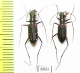 Cicindelinae sp., pair  Laos - INSECTS-STORE.RU