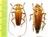Oxymerus luteus, pair  Paraguay - INSECTS-STORE.RU