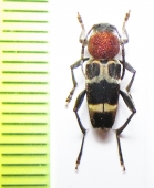 Xylotrechus rufilius  Russia, Far East - INSECTS-STORE.RU