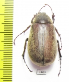 Melolonthinae sp.  Panama - INSECTS-STORE.RU