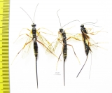 Ichneumonoidea sp.  Russia, Tver reg. - INSECTS-STORE.RU