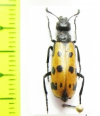 Meloidae sp.  Turkey, Tunceli prov. - INSECTS-STORE.RU