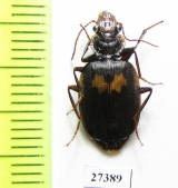 Carabidae sp.  Madagascar - INSECTS-STORE.RU