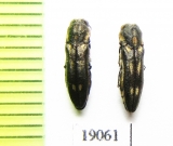 Agrilus sp.  Argentina - INSECTS-STORE.RU