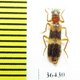 Cleridae sp.  Namibia - INSECTS-STORE.RU