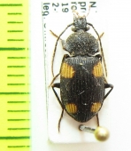 Carabidae sp.  Thailand - INSECTS-STORE.RU
