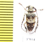 Cerambycidae sp.  South Africa Rep. - INSECTS-STORE.RU