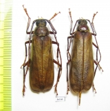 Erioderus sp., pair  South Africa Rep. 44mm - INSECTS-STORE.RU