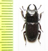 Aegus sp.  China, Guangxi prov. - INSECTS-STORE.RU