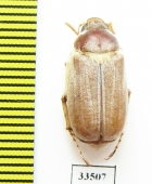 Chioneosoma astrachanicum  Kazakhstan - INSECTS-STORE.RU