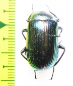 Tenebrionidae sp.  Australia - INSECTS-STORE.RU