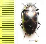 Tenebrionidae sp.  Indonesia, Sumatra - INSECTS-STORE.RU