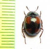 Tenebrionidae sp.  Malaysia, Borneo - INSECTS-STORE.RU