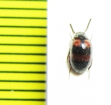 Amarygmus sp.  Malaysia, Borneo - INSECTS-STORE.RU