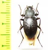 Tenebrionidae sp.  China, Sichuan prov. - INSECTS-STORE.RU