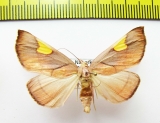 Noctuidae sp.  Nepal - INSECTS-STORE.RU