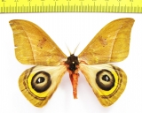 Saturniidae sp.  Panama - INSECTS-STORE.RU