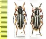 Dorcadion turkestanicum  Uzbekistan - INSECTS-STORE.RU