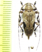 Hylettus seniculus  Peru - INSECTS-STORE.RU