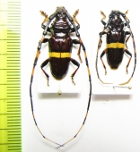 Trachyderes succinctus, pair  Paraguay - INSECTS-STORE.RU