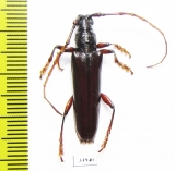 Cerambycidae sp.  Panama - INSECTS-STORE.RU