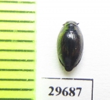 Gyrinidae sp.  Angola - INSECTS-STORE.RU