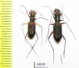 Cicindelinae sp., pair  Laos - INSECTS-STORE.RU