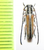 Phytoecia vittipennis pravei  Armenia - INSECTS-STORE.RU