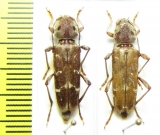 Xylotrechus stebbingi  Italy - INSECTS-STORE.RU