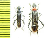 Callimoxys gracilis, pair  Russia, Krasnodar reg. - INSECTS-STORE.RU