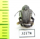 Hopliini sp.  South Africa Rep. - INSECTS-STORE.RU