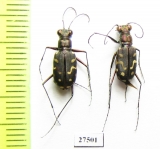 Cicindela carthagena  Mexico - INSECTS-STORE.RU