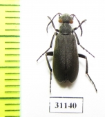 Meloidae sp.  Guinee - INSECTS-STORE.RU