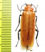 Meloidae sp.  Vietnam - INSECTS-STORE.RU