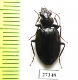 Carabidae sp.  Madagascar - INSECTS-STORE.RU