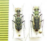 Lophyra striolata, pair  China, Yunnan prov. - INSECTS-STORE.RU