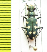 Calomera littoralis peipingensis  Russia, Tuva reg. - INSECTS-STORE.RU