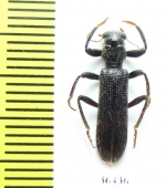 Cleridae sp.  Namibia - INSECTS-STORE.RU