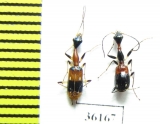 Carabidae sp.  Thailand - INSECTS-STORE.RU