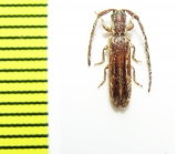 Cerambycidae sp.  Malawi - INSECTS-STORE.RU