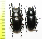 Hemisodorcus rubrofemoratus, pair  Russia, Far East - INSECTS-STORE.RU