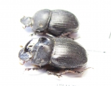 Copris sp., pair  South Africa Rep. - INSECTS-STORE.RU